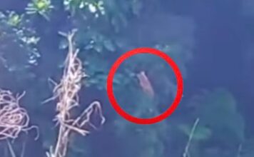 Possíveis filhotes de onça são avistados em Ouro Preto; VEJA VÍDEO Possíveis filhotes de onça são avistados em Ouro Preto; VEJA VÍDEO