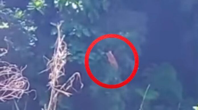 Possíveis filhotes de onça são avistados em Ouro Preto; VEJA VÍDEO Possíveis filhotes de onça são avistados em Ouro Preto; VEJA VÍDEO