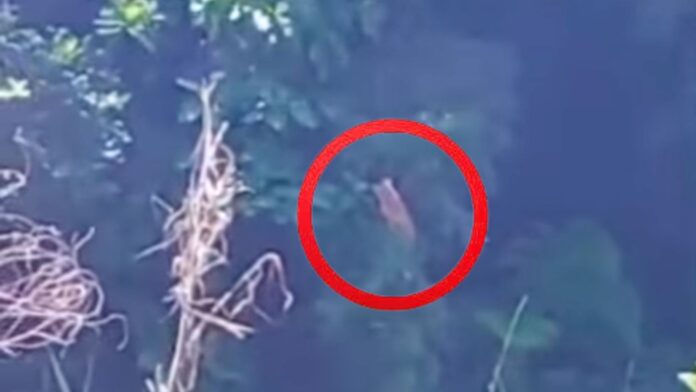 Possíveis filhotes de onça são avistados em Ouro Preto; VEJA VÍDEO