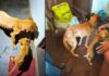 Cães desnutridos em Itabirito: um será monitorado e o outro deve ser adotado Cães desnutridos em Itabirito: um será monitorado e o outro deve ser adotado
