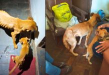 Cães desnutridos em Itabirito: um será monitorado e o outro deve ser adotado Cães desnutridos em Itabirito: um será monitorado e o outro deve ser adotado