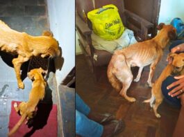 Cães desnutridos em Itabirito: um será monitorado e o outro deve ser adotado Cães desnutridos em Itabirito: um será monitorado e o outro deve ser adotado