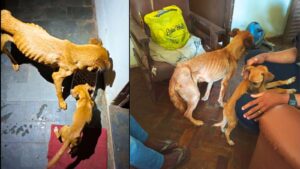 Cães desnutridos em Itabirito: um será monitorado e o outro deve ser adotado