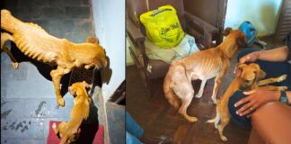 Cães desnutridos em Itabirito: um será monitorado e o outro deve ser adotado Cães desnutridos em Itabirito: um será monitorado e o outro deve ser adotado