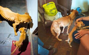 Cães desnutridos em Itabirito: um será monitorado e o outro deve ser adotado Cães desnutridos em Itabirito: um será monitorado e o outro deve ser adotado