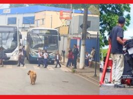 Itabirito: sem CNH e usando uma só mão, motoqueiro ziguezagueia entre alunos da Natália e é pego pela GCM Itabirito: sem CNH e usando uma só mão, motoqueiro ziguezagueia entre alunos da Natália e é pego pela GCM