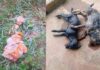 Itabirito: 3 cães são envenenados no Itaubira; 2 encontrados mortos Itabirito: 3 cães são envenenados no Itaubira; 2 encontrados mortos
