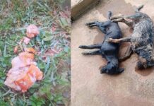 Itabirito: 3 cães são envenenados no Itaubira; 2 encontrados mortos Itabirito: 3 cães são envenenados no Itaubira; 2 encontrados mortos