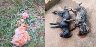 Itabirito: 3 cães são envenenados no Itaubira; 2 encontrados mortos Itabirito: 3 cães são envenenados no Itaubira; 2 encontrados mortos