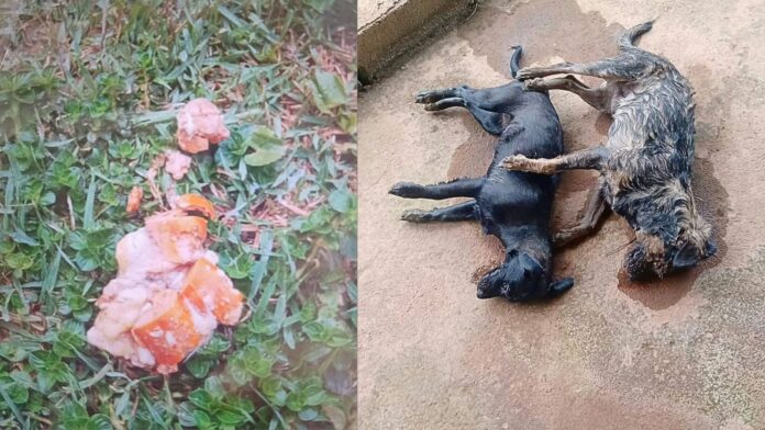 Itabirito: 3 cães são envenenados no Itaubira; 2 encontrados mortos Itabirito: 3 cães são envenenados no Itaubira; 2 encontrados mortos
