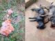 Itabirito: 3 cães são envenenados no Itaubira; 2 encontrados mortos Itabirito: 3 cães são envenenados no Itaubira; 2 encontrados mortos