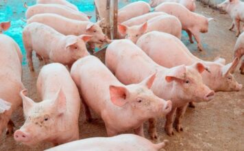 Preço do suíno cai 32% em Minas