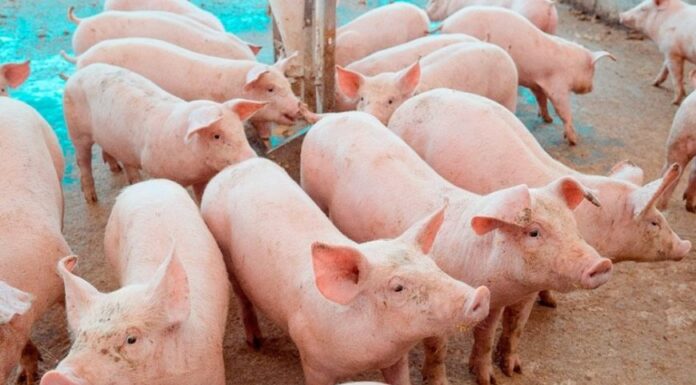 Preço do suíno cai 32% em Minas