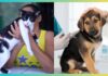 Ouro Preto vacina quase 10 mil cães e gatos contra a raiva Ouro Preto vacina mais de 9,4 mil cães e gatos contra a raiva durante campanha