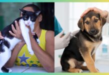 Ouro Preto vacina quase 10 mil cães e gatos contra a raiva Ouro Preto vacina mais de 9,4 mil cães e gatos contra a raiva durante campanha