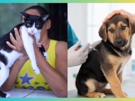 Ouro Preto vacina quase 10 mil cães e gatos contra a raiva Ouro Preto vacina mais de 9,4 mil cães e gatos contra a raiva durante campanha