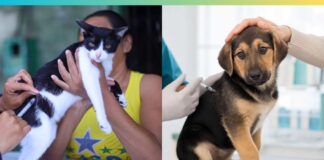 Ouro Preto vacina quase 10 mil cães e gatos contra a raiva Ouro Preto vacina mais de 9,4 mil cães e gatos contra a raiva durante campanha
