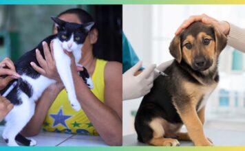 Ouro Preto vacina quase 10 mil cães e gatos contra a raiva Ouro Preto vacina mais de 9,4 mil cães e gatos contra a raiva durante campanha