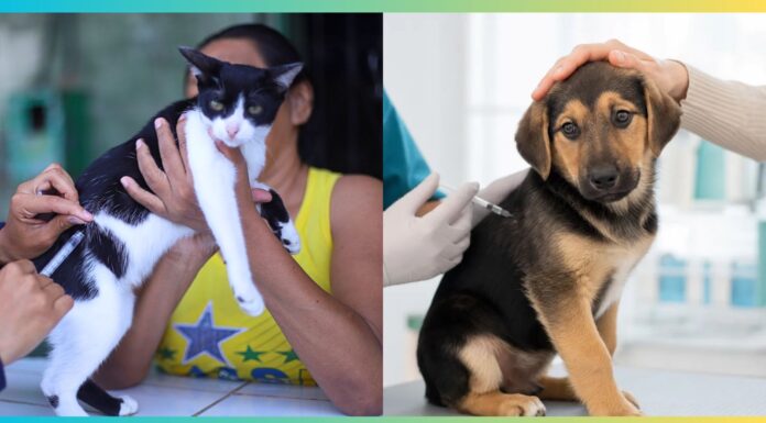 Ouro Preto vacina quase 10 mil cães e gatos contra a raiva Ouro Preto vacina mais de 9,4 mil cães e gatos contra a raiva durante campanha