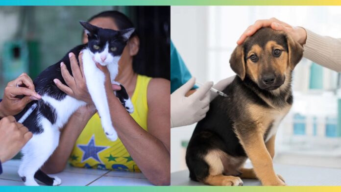 Ouro Preto vacina mais de 9,4 mil cães e gatos contra a raiva durante campanha Ouro Preto vacina mais de 9,4 mil cães e gatos contra a raiva durante campanha