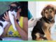 Ouro Preto vacina quase 10 mil cães e gatos contra a raiva Ouro Preto vacina mais de 9,4 mil cães e gatos contra a raiva durante campanha