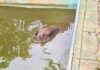 Capivara é resgatada de piscina após ser atacada por cães em Congonhas; VEJA VÍDEO Capivara é resgatada de piscina após ser atacada por cães em Congonhas; VEJA VÍDEO