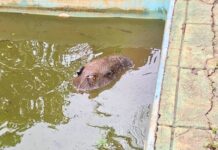 Capivara é resgatada de piscina após ser atacada por cães em Congonhas; VEJA VÍDEO Capivara é resgatada de piscina após ser atacada por cães em Congonhas; VEJA VÍDEO