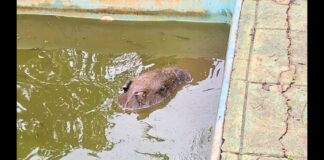 Capivara é resgatada de piscina após ser atacada por cães em Congonhas; VEJA VÍDEO Capivara é resgatada de piscina após ser atacada por cães em Congonhas; VEJA VÍDEO