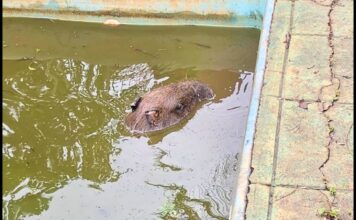 Capivara é resgatada de piscina após ser atacada por cães em Congonhas; VEJA VÍDEO Capivara é resgatada de piscina após ser atacada por cães em Congonhas; VEJA VÍDEO