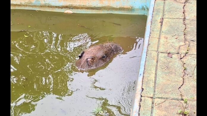 Capivara é resgatada de piscina após ser atacada por cães em Congonhas; VEJA VÍDEO Capivara é resgatada de piscina após ser atacada por cães em Congonhas; VEJA VÍDEO