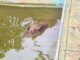 Capivara é resgatada de piscina após ser atacada por cães em Congonhas; VEJA VÍDEO Capivara é resgatada de piscina após ser atacada por cães em Congonhas; VEJA VÍDEO