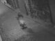 Vídeo mostra guarda municipal à paisana e desarmado fugindo de assaltantes em Ouro Preto Imagine ter de lidar com a criminalidade estando desarmado. Foi o que aconteceu com um guarda civil municipal (GCM) de Ouro Preto (MG), que estava sem uniforme (fora do expediente) quando foi abordado por dois indivíduos em uma moto.
