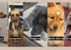 Suspeita de envenenamento deixa 4 cães mortos e 1 debilitado no Funcionários, em Itabirito Suspeita de envenenamento deixa 4 cães mortos e 1 debilitado no Funcionários, em Itabirito
