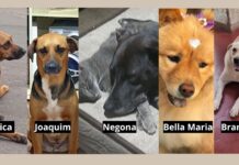 Suspeita de envenenamento deixa 4 cães mortos e 1 debilitado no Funcionários, em Itabirito Suspeita de envenenamento deixa 4 cães mortos e 1 debilitado no Funcionários, em Itabirito