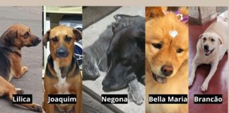 Suspeita de envenenamento deixa 4 cães mortos e 1 debilitado no Funcionários, em Itabirito Suspeita de envenenamento deixa 4 cães mortos e 1 debilitado no Funcionários, em Itabirito