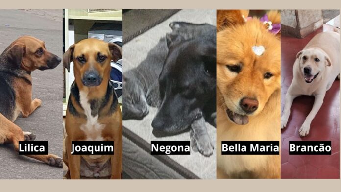 Suspeita de envenenamento deixa 4 cães mortos e 1 debilitado no Funcionários, em Itabirito Suspeita de envenenamento deixa 4 cães mortos e 1 debilitado no Funcionários, em Itabirito