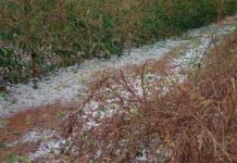 Prejuízos por chuva e granizo: veja o que o produtor deve fazer para comprovar perdas