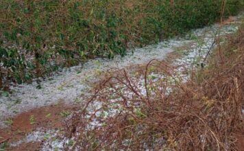 Prejuízos por chuva e granizo: veja o que o produtor deve fazer para comprovar perdas