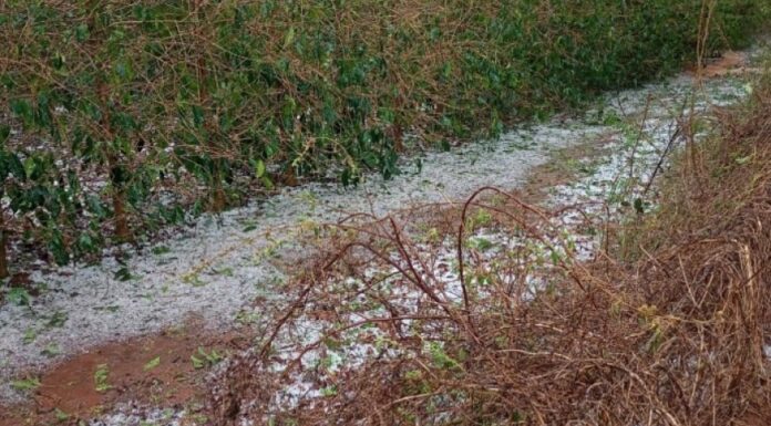 Prejuízos por chuva e granizo: veja o que o produtor deve fazer para comprovar perdas